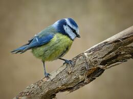 Blue Tit On Branch