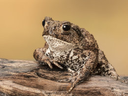 Bufo Bufo - Common Toad