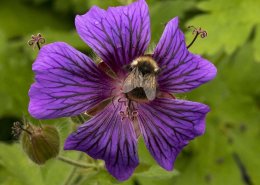Bumble Bee Sitting On Flower