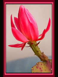 Cactus Open Flower