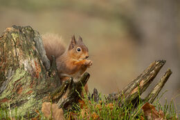 Red Squirrel
