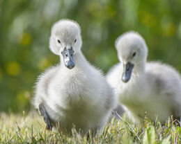 Cygnet Siblings