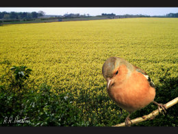 Daffodils with Bird