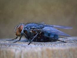 Fly On The Fence