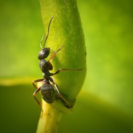 Foraging Ant