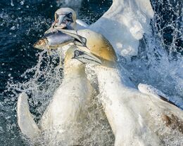 Feeding Frenzy