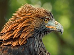Golden Eagle