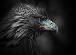 Golden Eagle
