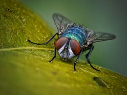 Green Bottle Fly