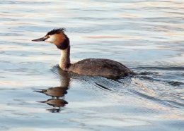 Gold Crested Grebe