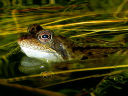 Golden Eye Reflected