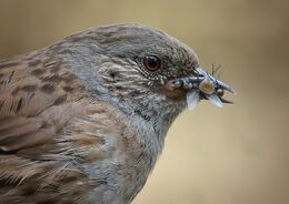 Hedge Sparrow With Grubs