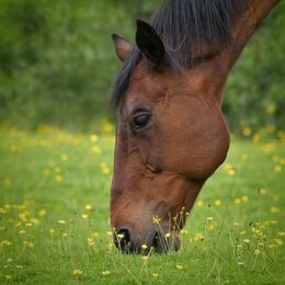 Horse Grazing In The Meadow