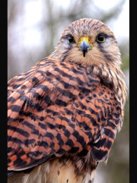 It's a Hoot