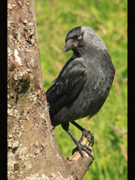Jackdaw