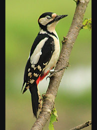 Woodpecker on Branch