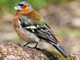 Greedy Chaffinch