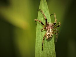 It's Only A Spider