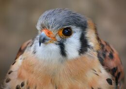 Kestrel