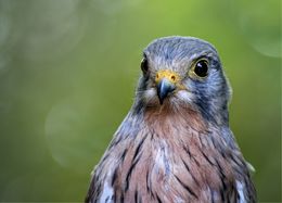 Kestrel