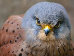 Kestrel