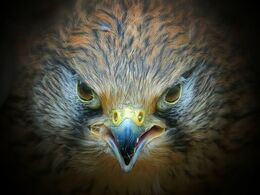 Kestrel