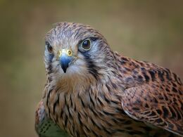 Kestrel Portrait