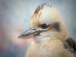 Kookaburra