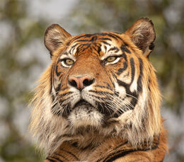 Tigger