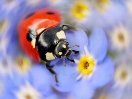 Ladybird On Forget-Me-Not