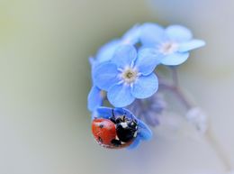 Ladybird on Forget-Me-Not