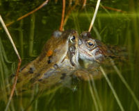 Common Frogs