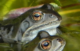 Common Frogs