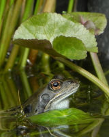 Common Frog