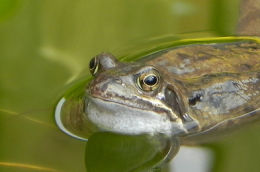 Common Frog