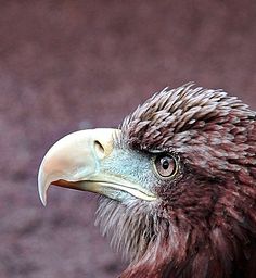 White Tailed Sea Eagle
