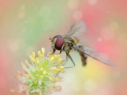 Marmalade Hoverfly On Flower