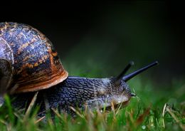 Garden Snail