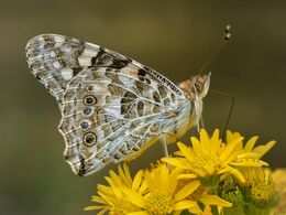 Painted Lady Feeding