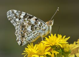 Painted Lady Butterfly