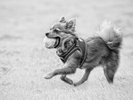 Playing Fetch