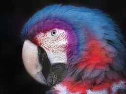 Punk Parrot