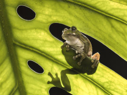 Peacock Tree frog