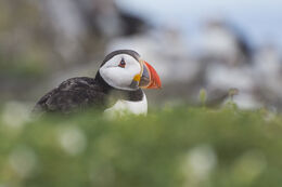 Puffin