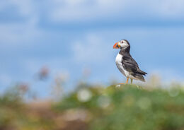 Puffin On The Isle Of May