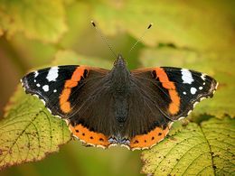 Red Admiral Butterfly