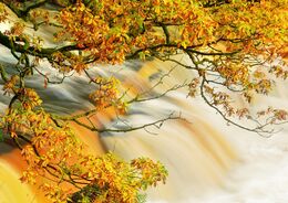 Autumn On The River Clyde