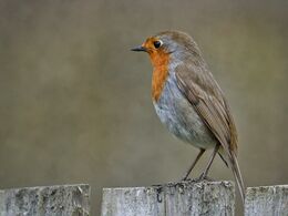 Robin