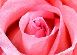 Rose Petals