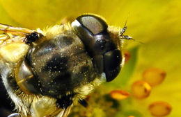 Buzzing Around